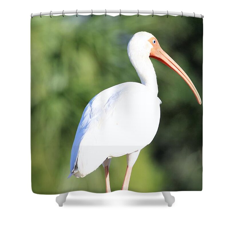 Bird Shower Curtain featuring the photograph Bird Of Paradise by Philip And Robbie Bracco