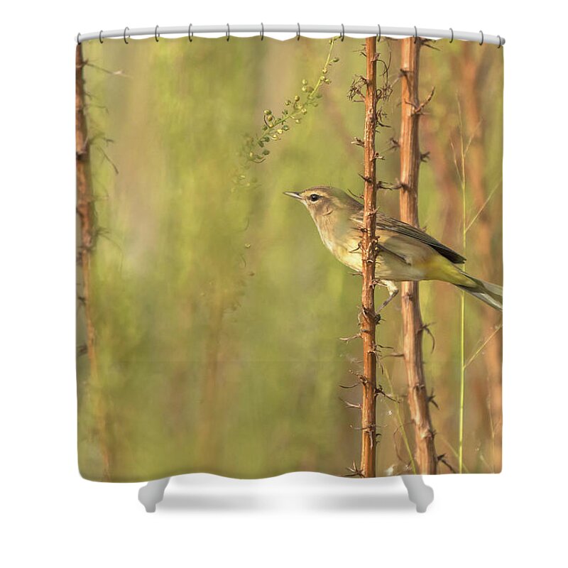 Palm Warbler Shower Curtain featuring the photograph Bird on Branch by Dorothy Cunningham