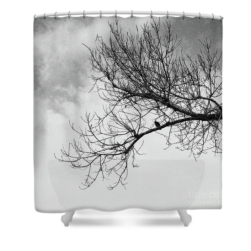  Shower Curtain featuring the photograph Birds 4 by Benny Woodoo