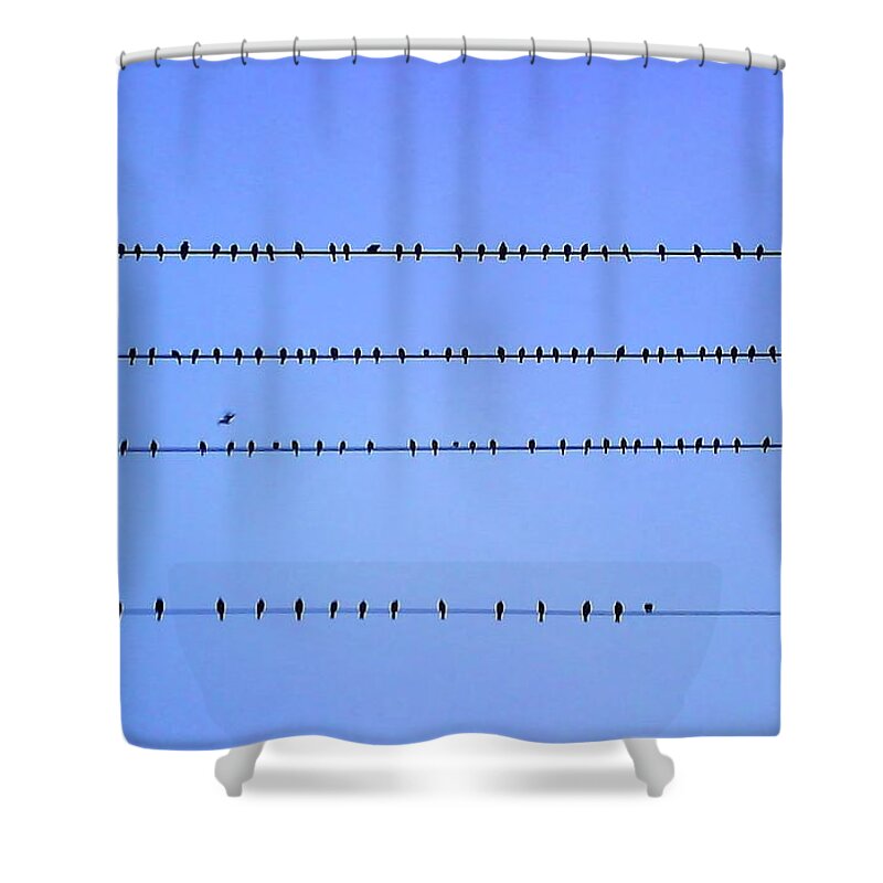 Birds On Lines Shower Curtain featuring the photograph Birds On Lines by FD Graham