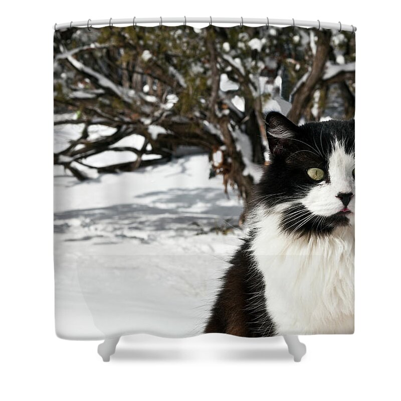Alertness Shower Curtain featuring the photograph Black And White Cat Sitting In The Snow by Marilyn Conway