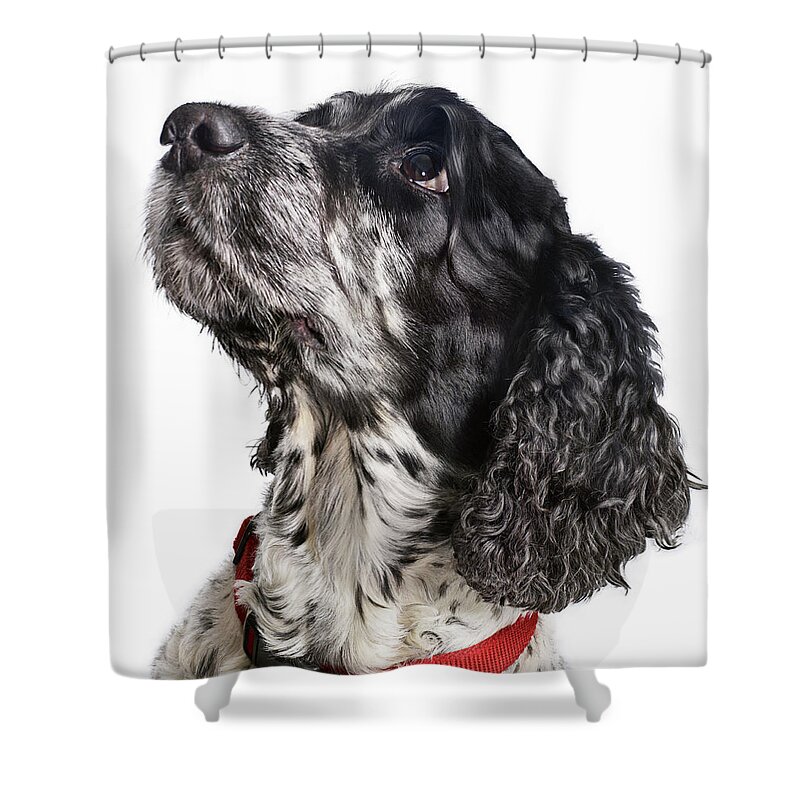 Pets Shower Curtain featuring the photograph Black And White Cocker Spaniel Looking by Gandee Vasan