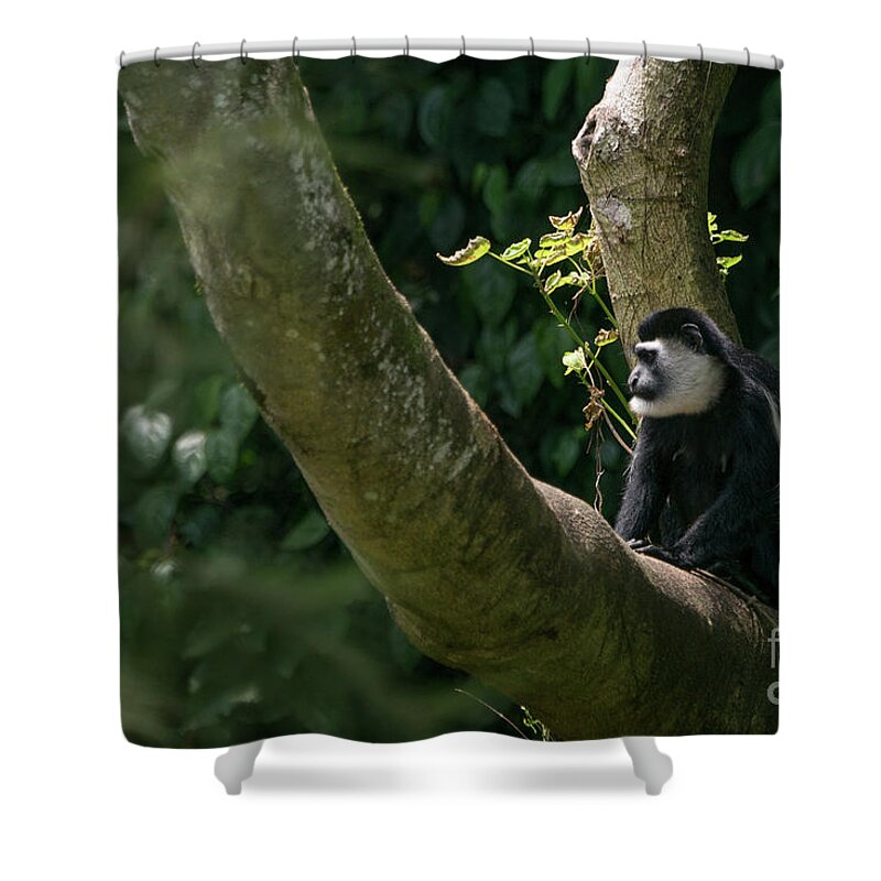 Uganda Shower Curtain featuring the photograph Black and White Colobus by Brian Kamprath