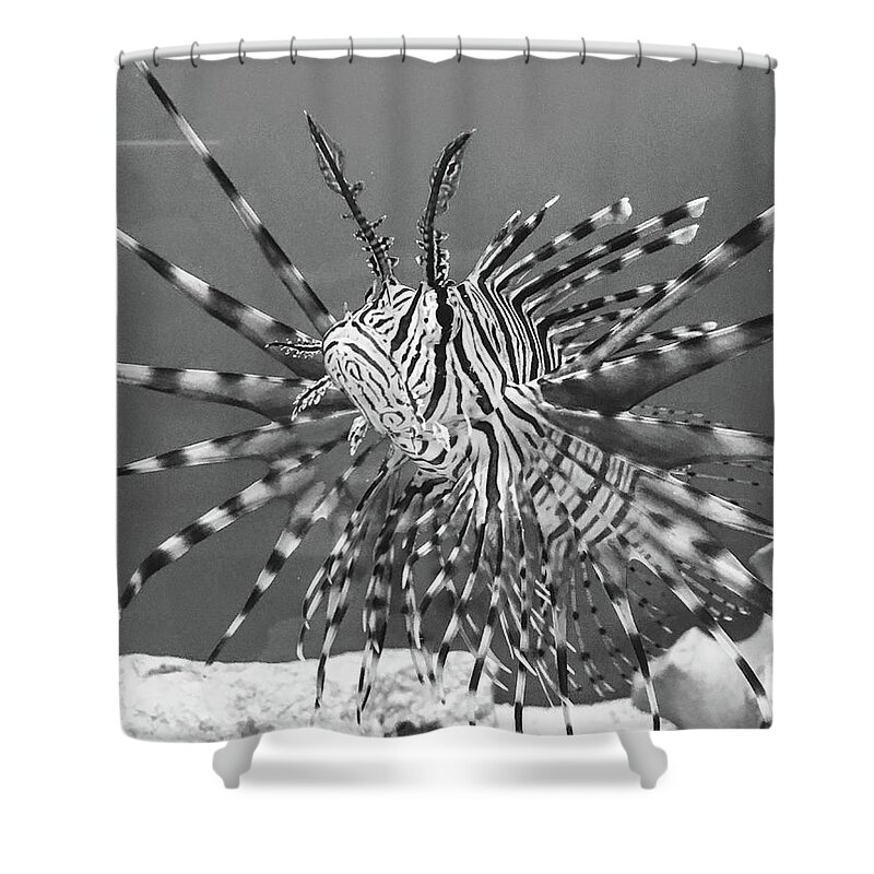 Fish Shower Curtain featuring the photograph Black and White Lion Fish by Rocco Silvestri
