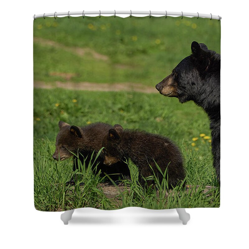 Sitting Shower Curtain featuring the photograph Black Bear Family by Brian Kamprath