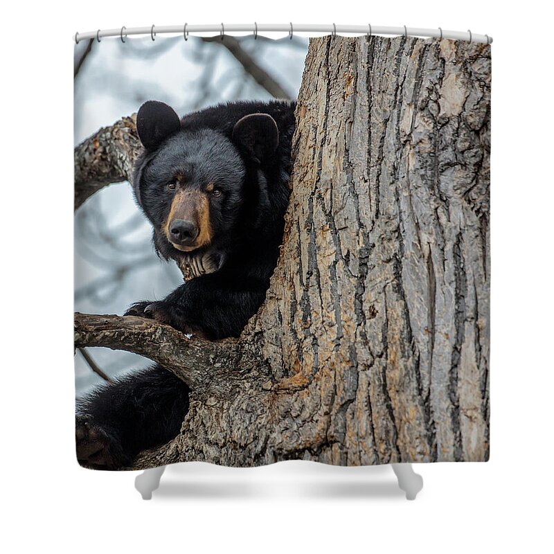Sam Amato Photography Shower Curtain featuring the photograph Black Bear in a Cottonwood Tree by Sam Amato