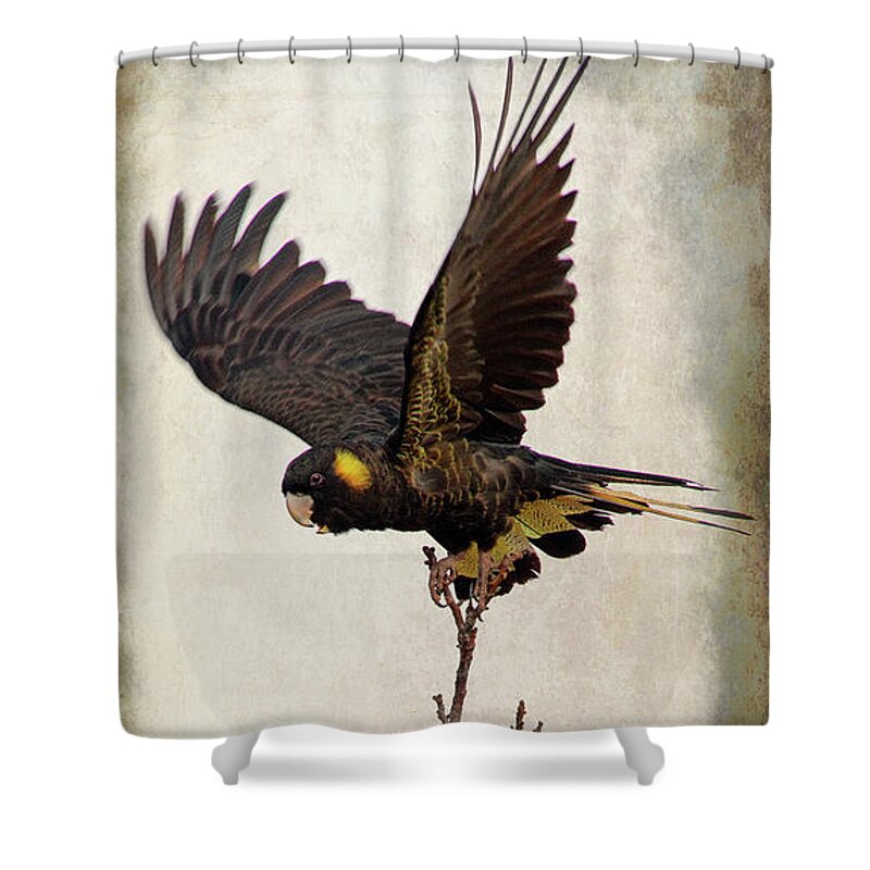 Cockatoo Shower Curtain featuring the photograph Black Cockatoo by Russell Brown