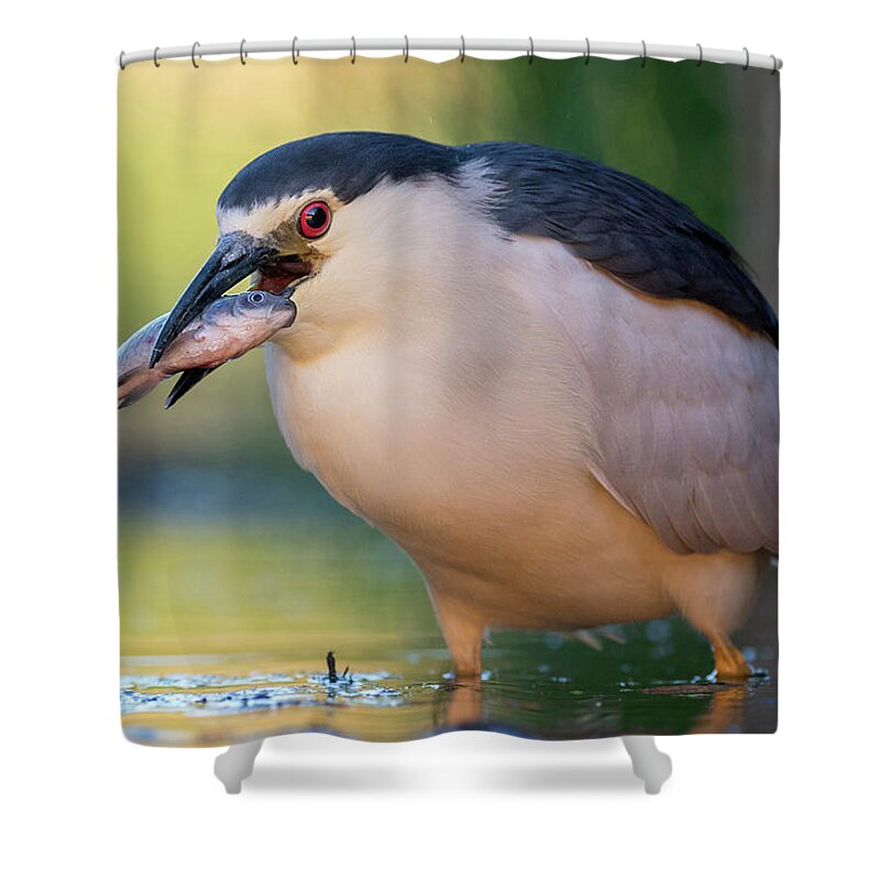 00594519 Shower Curtain featuring the photograph Black-crowned Night Heron and Fish by Thomas Hinsche