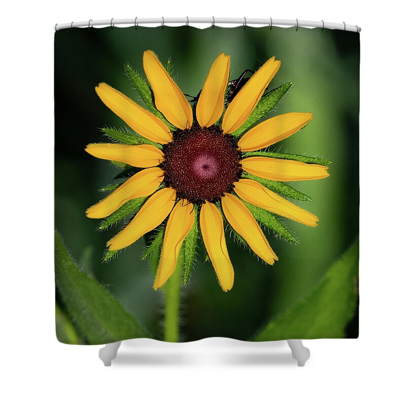 Johnson County Shower Curtain featuring the photograph Black Eyed Susan by Jeff Phillippi