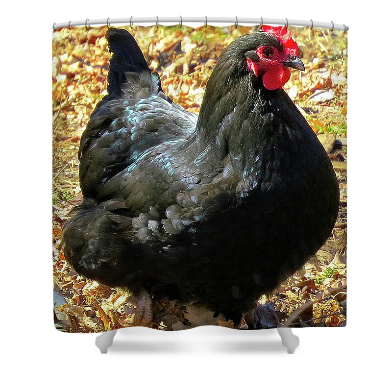 Black Chickens Shower Curtain featuring the photograph Black Jersey Giant by Linda Stern