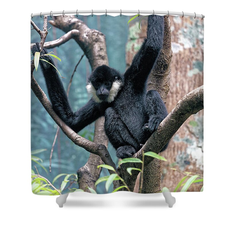 Bronx Zoo Shower Curtain featuring the photograph Black Monkey 2 by Doolittle Photography and Art