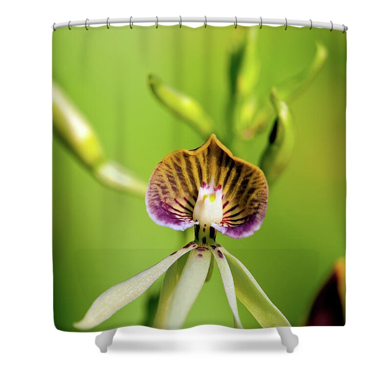 Black Color Shower Curtain featuring the photograph Black Orchid by Keithszafranski