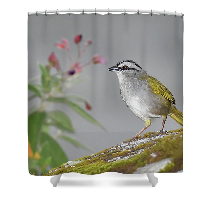 Panama Birds Shower Curtain featuring the photograph Black-striped Sparrow by Alan Lenk