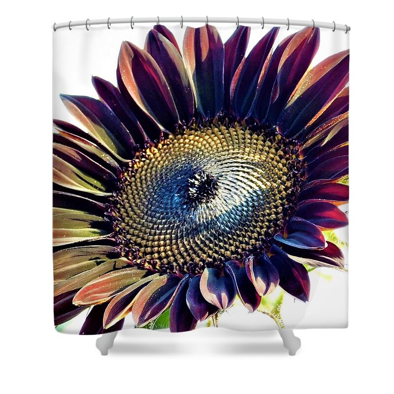 - Black Sunflower Shower Curtain featuring the photograph - Black Sunflower by THERESA Nye