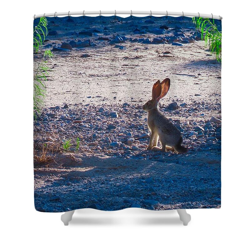 Arizona Shower Curtain featuring the photograph Black-Tailed Jackrabbit in a Desert Wash by Judy Kennedy