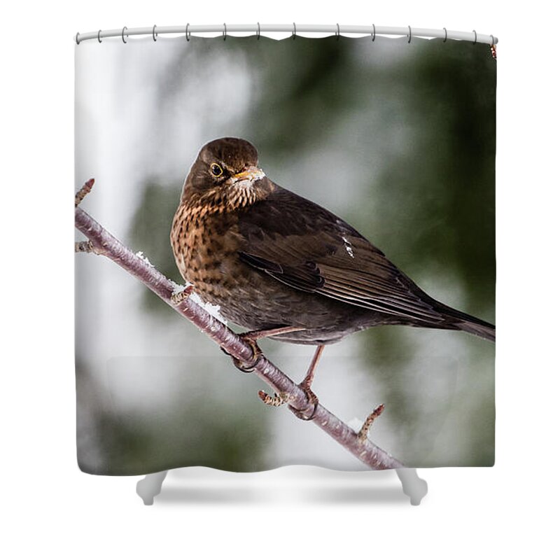 Female Common Blackbird Shower Curtain featuring the photograph Blackbird with snow on the beak by Torbjorn Swenelius
