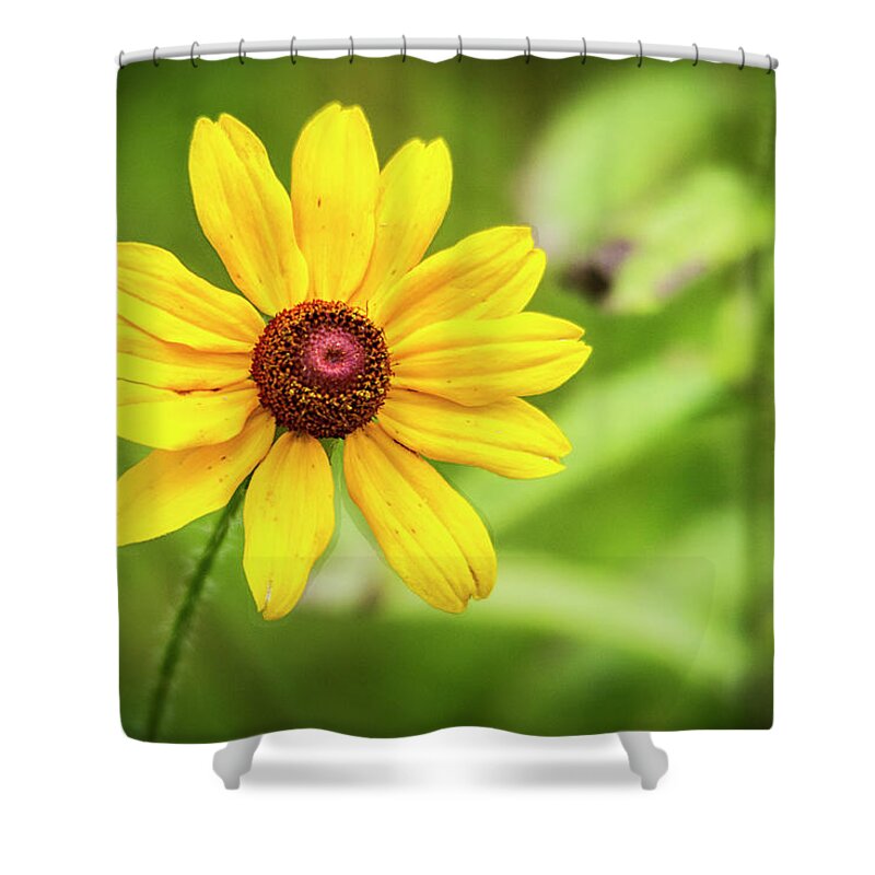 Flower Shower Curtain featuring the photograph Blackeyed Sue by Bob Decker