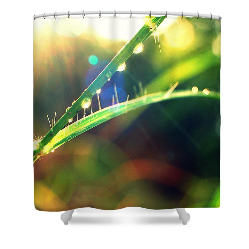 Grass Shower Curtain featuring the photograph Blade Of Grass With Raindrops And by Meredith Winn Photography