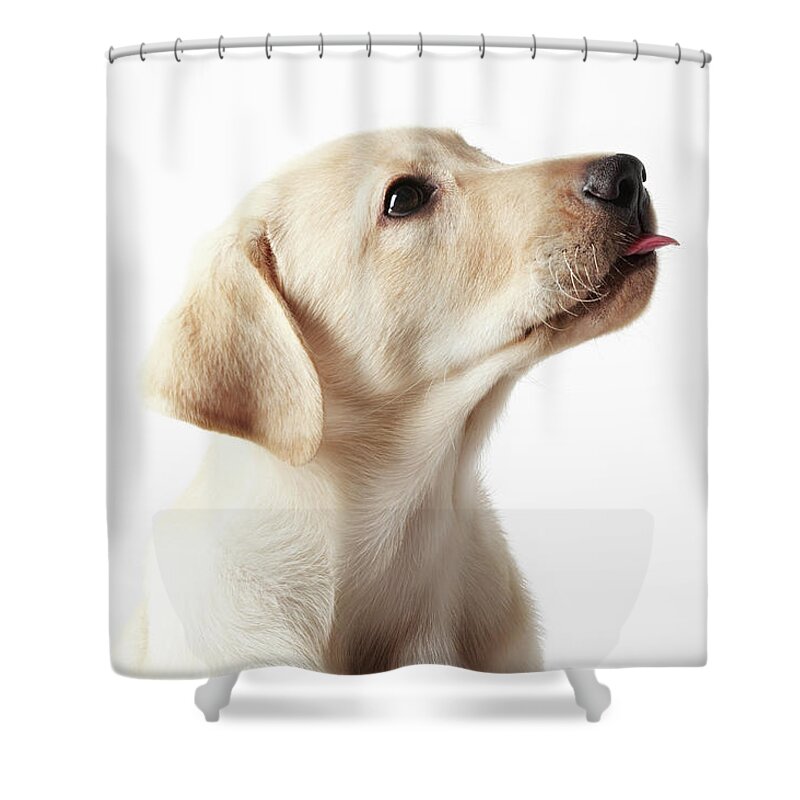 White Background Shower Curtain featuring the photograph Blond Labrador Puppy Sticking Out Tongue by Uwe Krejci