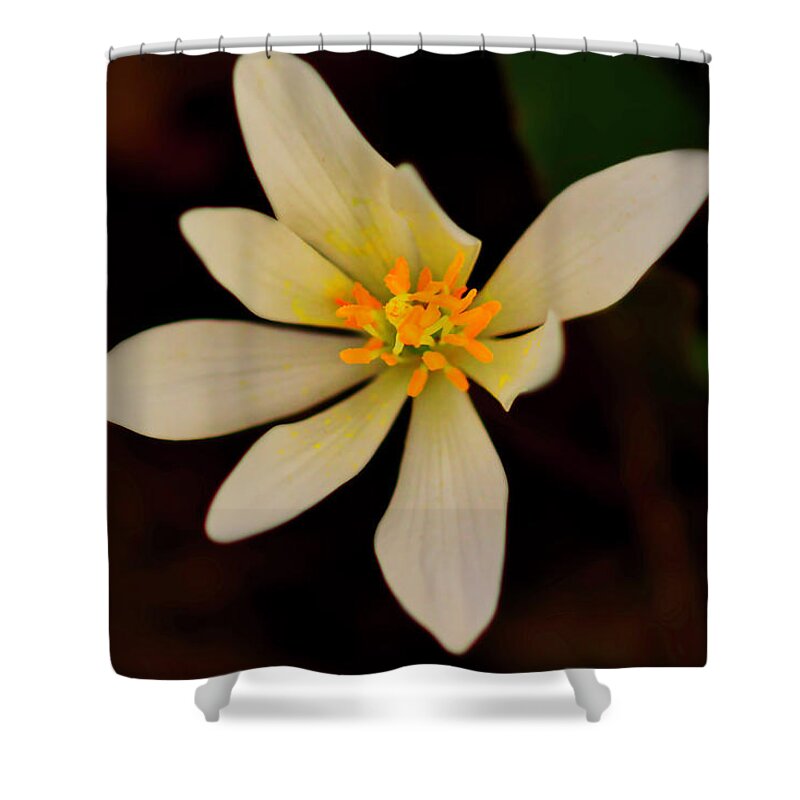 Macro Photography Shower Curtain featuring the photograph Bloodroot by Meta Gatschenberger