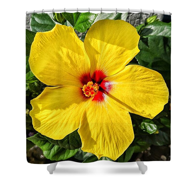 Flower Shower Curtain featuring the photograph Bloom and Shine by Portia Olaughlin