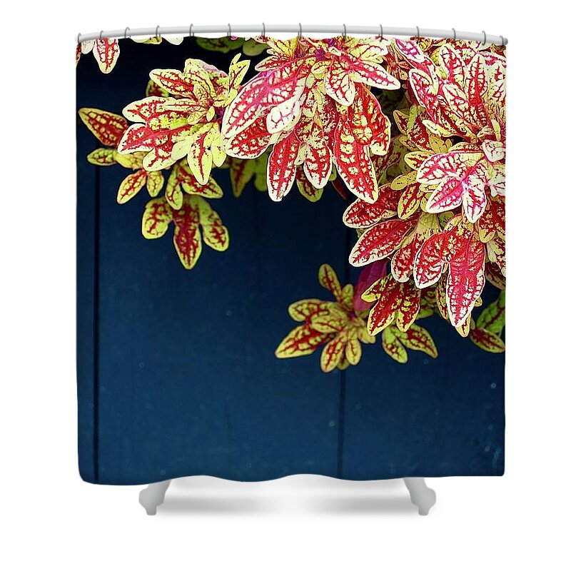 Plant Shower Curtain featuring the photograph Blooms From A Blue Bucket by Alida M Haslett