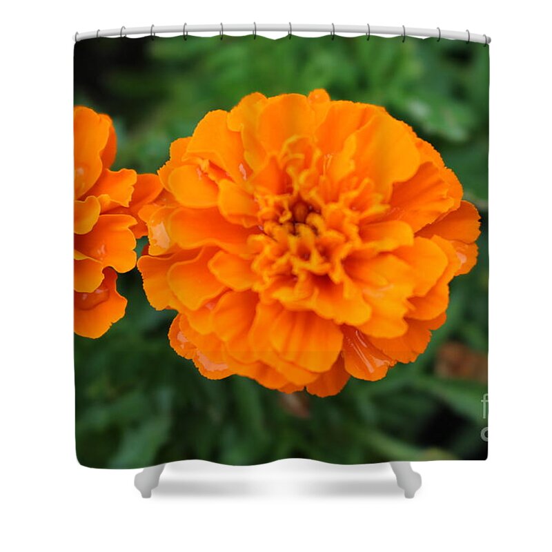 Blooming Marigold Shower Curtain featuring the photograph Blooming Marigold by Barbra Telfer