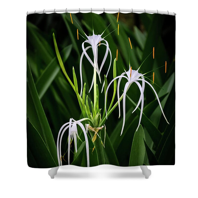 Flowers Shower Curtain featuring the photograph Blooming Poetry 4 by Silvia Marcoschamer