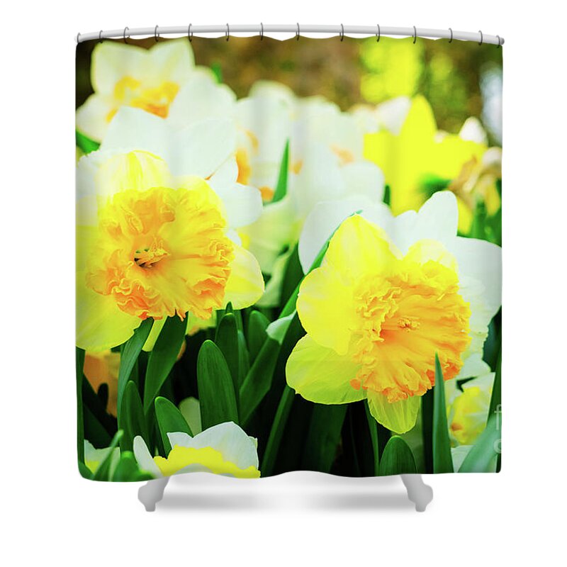 Narcissus Shower Curtain featuring the photograph Daffodils by Anastasy Yarmolovich
