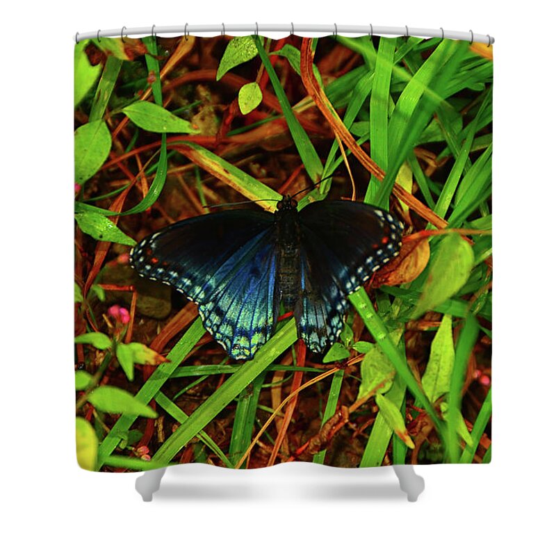 Blue Butterfly Of Shenandoah Shower Curtain featuring the photograph Blue Butterfly of Shenandoah by Raymond Salani III
