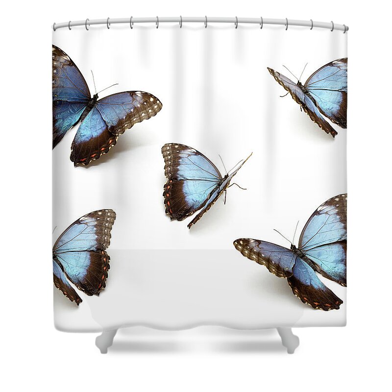 White Background Shower Curtain featuring the photograph Blue Butterflys by Proxyminder