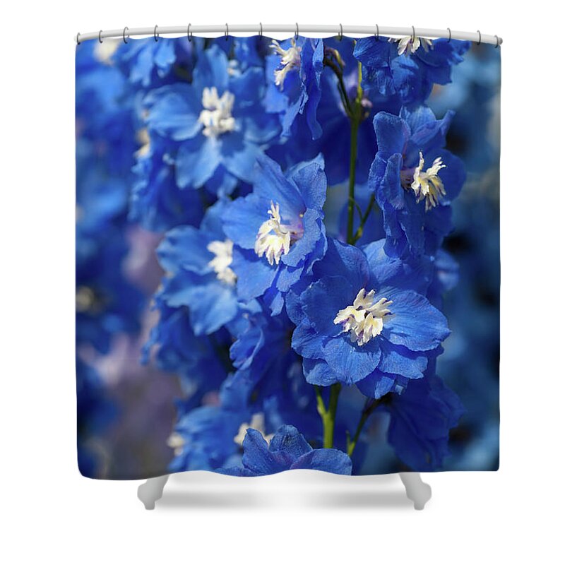 Jenny Rainbow Shower Curtain featuring the photograph Blue Colored Delphinium Cobalt Dreams by Jenny Rainbow