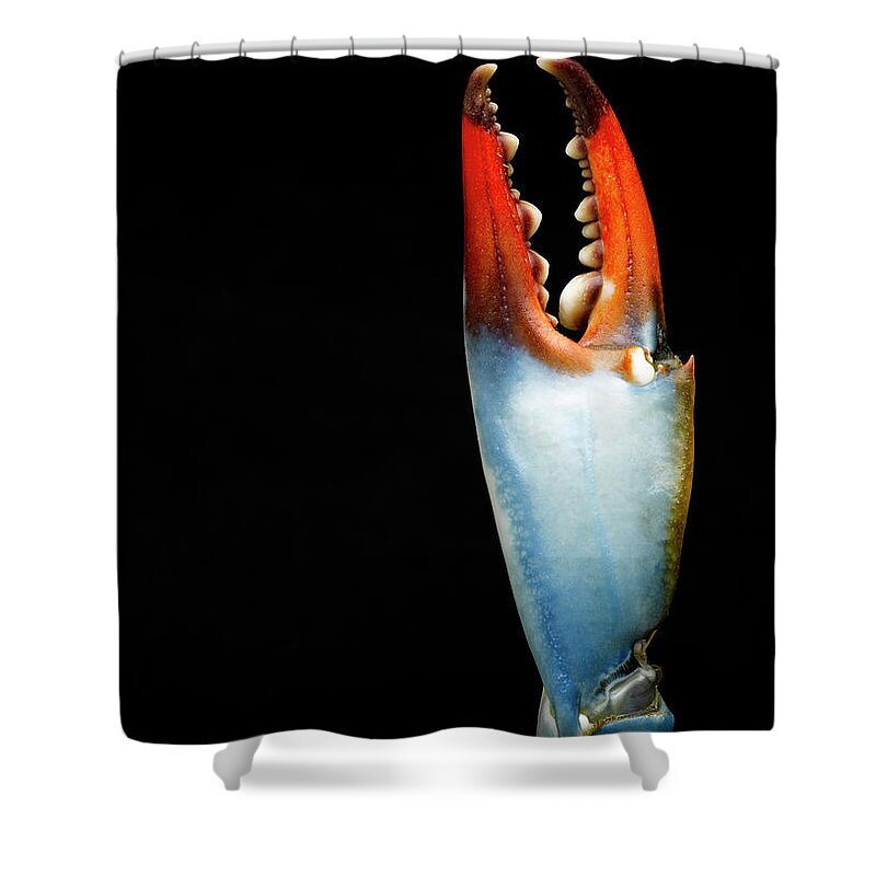 Animal Themes Shower Curtain featuring the photograph Blue Crab Claw, Detail by Jeffrey Hamilton