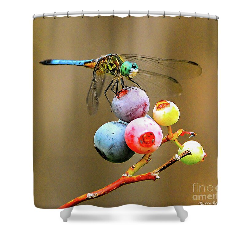 Dragonfly Shower Curtain featuring the photograph Blue dasher on blueberries by Barry Bohn