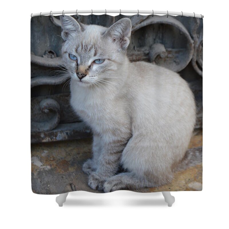 Cat Shower Curtain featuring the photograph Blue Eyed by Thomas Schroeder