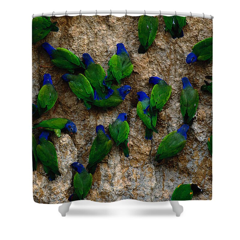 Blue Headed Parrot Shower Curtain featuring the photograph Blue-headed And Barrabands Parrots by Art Wolfe