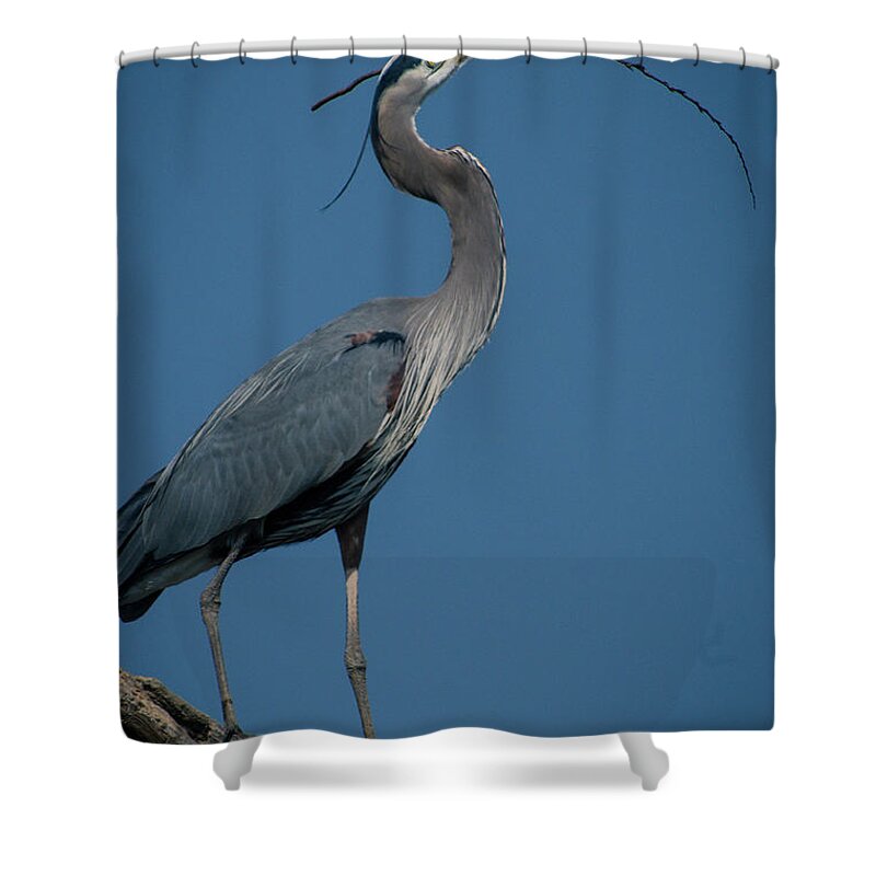 Herons Shower Curtain featuring the photograph Blue Heron 2011-0322 by Donald Brown