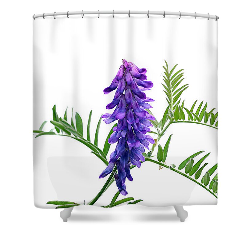 Pea Shower Curtain featuring the photograph Blue Vetch Vicia species dainty cluster bluish purple wildflowers white background green leaf by Robert C Paulson Jr