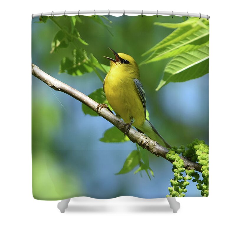 Warbler Shower Curtain featuring the photograph Blue-Winged Warbler by Ann Bridges