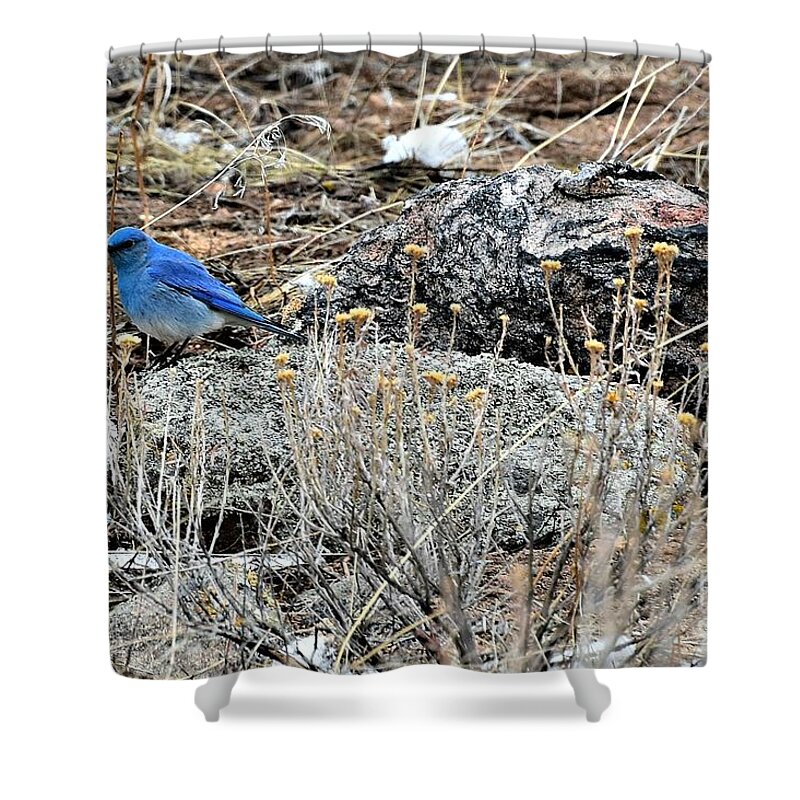 Bluebird Shower Curtain featuring the photograph Bluebird on Rock by Dorrene BrownButterfield