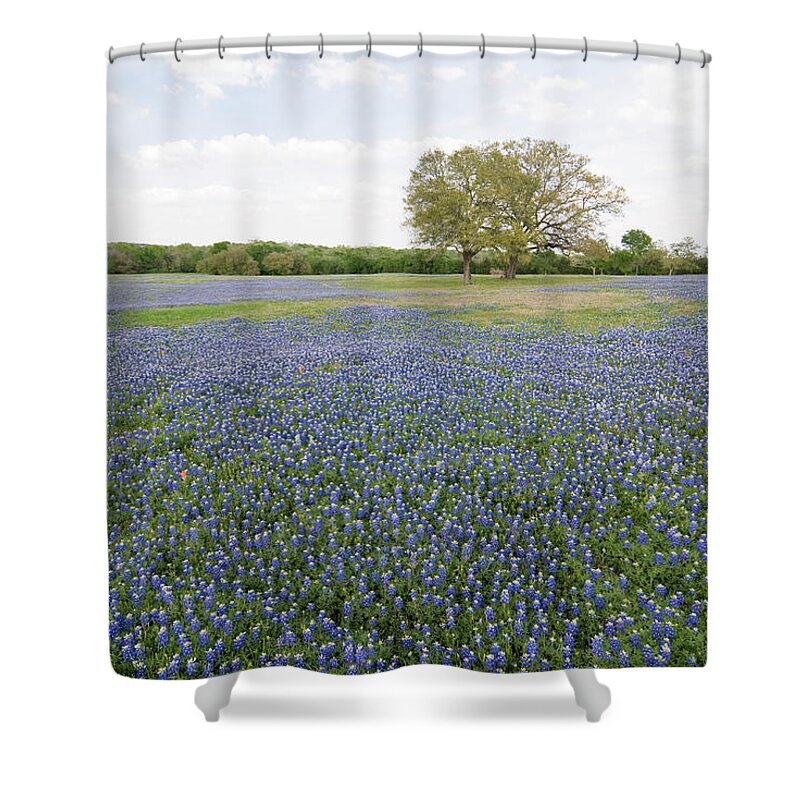 Grass Shower Curtain featuring the photograph Bluebonnets All Around by Earleliason