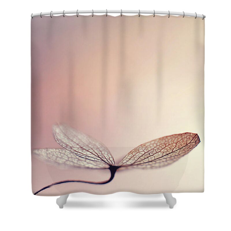 Hydrangea Shower Curtain featuring the photograph Blushing by Michelle Wermuth