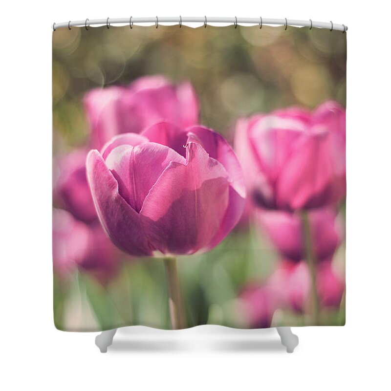 Petal Shower Curtain featuring the photograph Bokeh Of Pink Tulips In Botanic Garden by Miguel Sanz