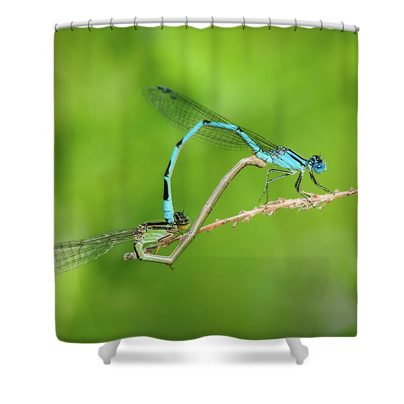 Familiar Bluet Damselfly Shower Curtain featuring the photograph Bonds of Love by Todd Henson