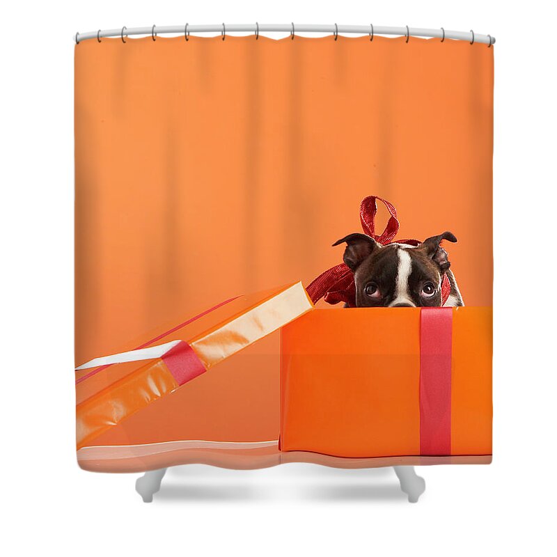 Pets Shower Curtain featuring the photograph Boston Terrier Puppy In Gift Box by Thomas Northcut