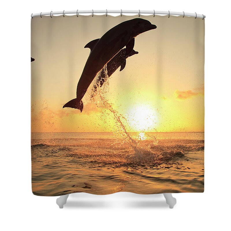 Bay Islands Shower Curtain featuring the photograph Bottlenose Dolphins by Stuart Westmorland