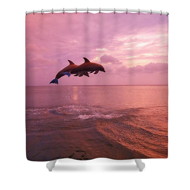 Bay Islands Shower Curtain featuring the photograph Bottlenose Dolphins Tursiops Truncatus by Design Pics / Stuart Westmorland