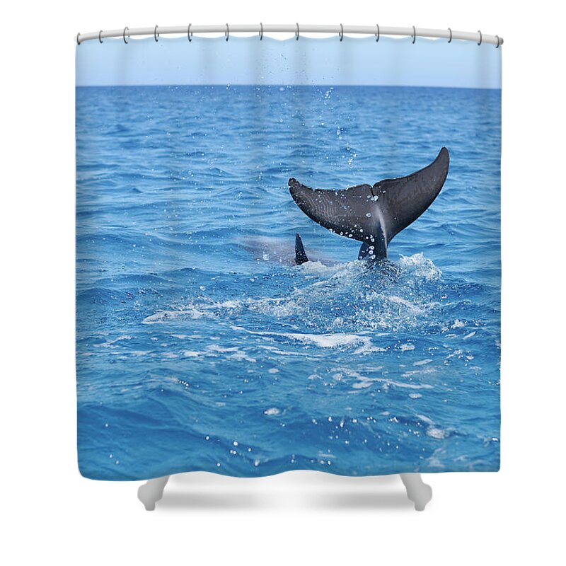 Scenics Shower Curtain featuring the photograph Bottlenose Dophin Tail Fin by Martin Ruegner