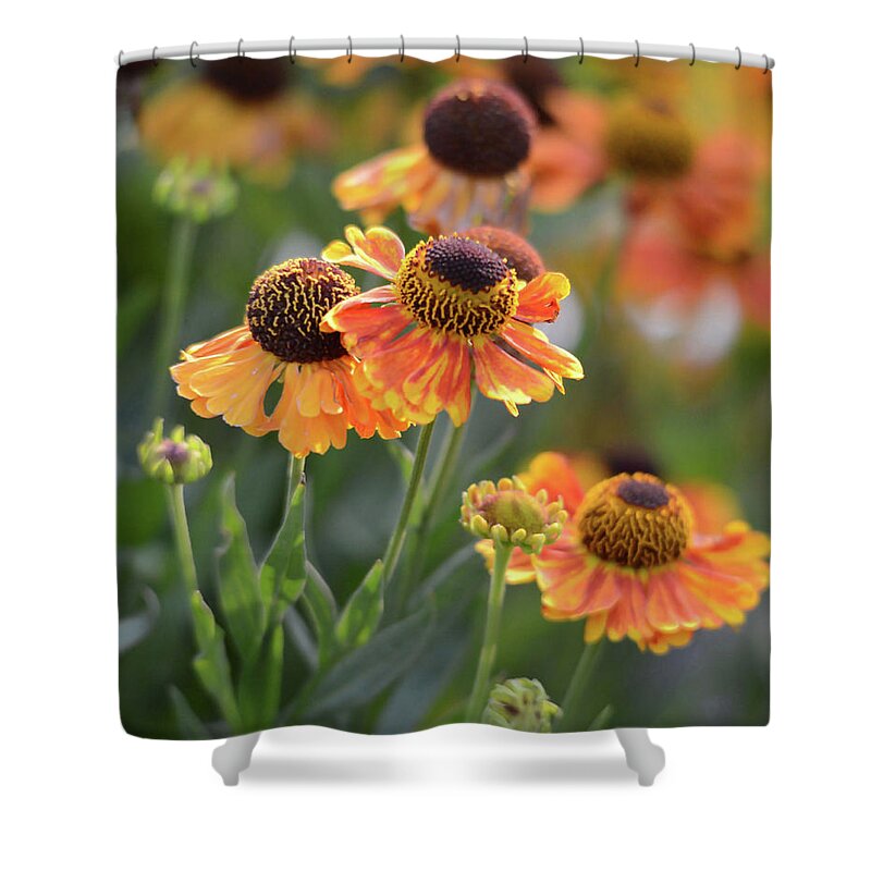 Bouquet Shower Curtain featuring the photograph Bouquet of Coneflowers by Whispering Peaks Photography