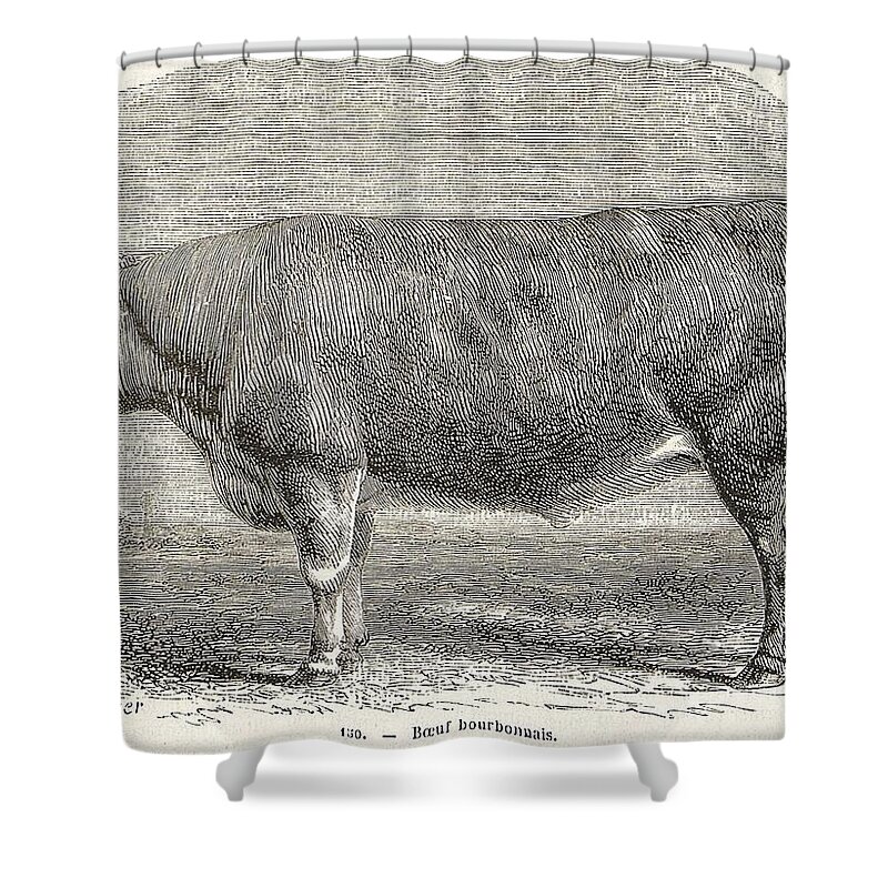 Whiskey Shower Curtain featuring the painting Bourbonnais beef by Celestial Images